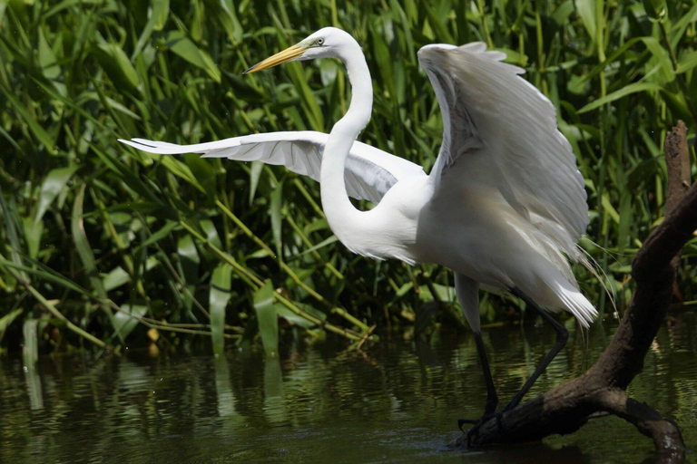 Carara National Park: Best Tour Carara National Park-One Day