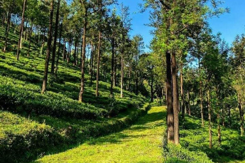 Från Kochi: Munnar och Madurai 2-dagars rundtur med transfer