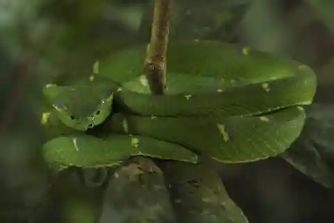 Monteverde: Guidad promenad på natten i Monteverde