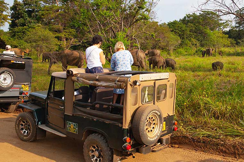 Pasikuda: Polonnaruwa Ruins & Hurulu Eco Park Safari Without Ticket