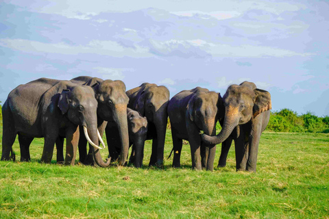 Sigiriya:Hurulu Eco Park Elephant Safari with Guide