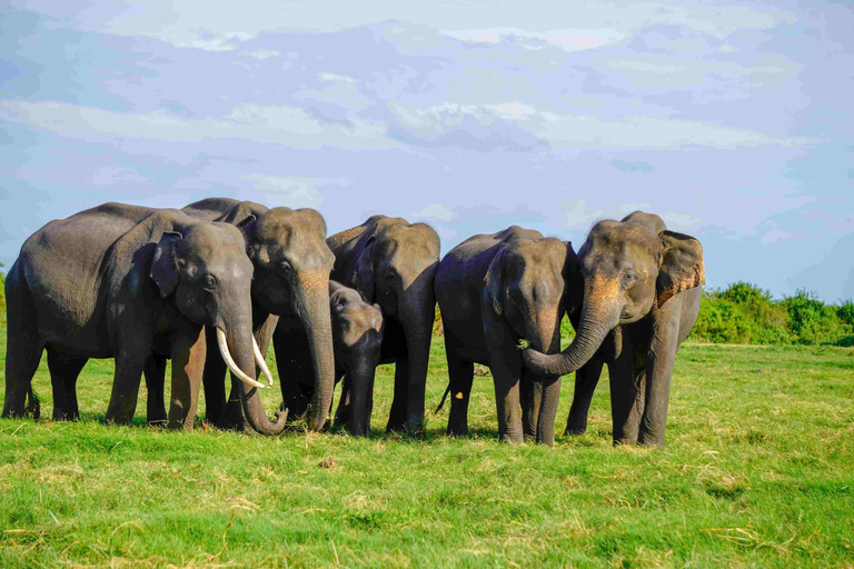 Sigiriya:Hurulu Eco Park Elephant Safari with Guide