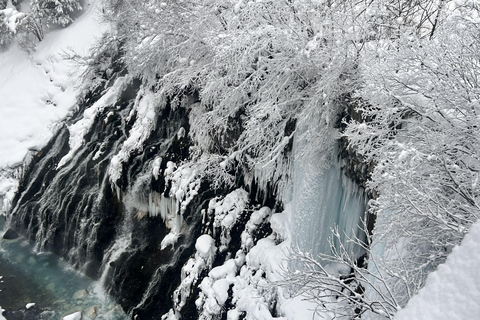 Hokkaido Tour：Asahiyama Zoo &Biei Waterfalls &Ningle Terrace Sapporo TV Tower 1F Information Center Departure