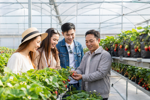 Da Lat: Clouds at Sunrise Tour, Tea Hill, & Strawberry Farm