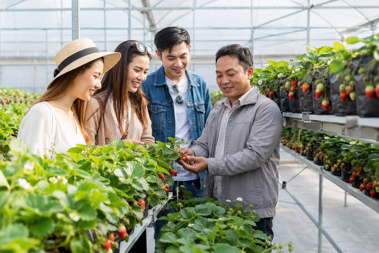 Da Lat: Clouds at Sunrise Tour, Tea Hill, & Strawberry Farm