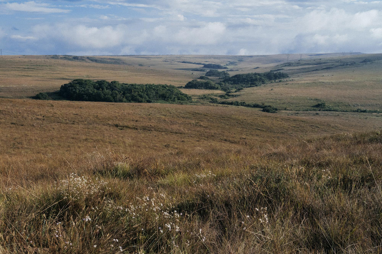 From São Paulo: 5-Day Serra da Canastra Wildlife Safari