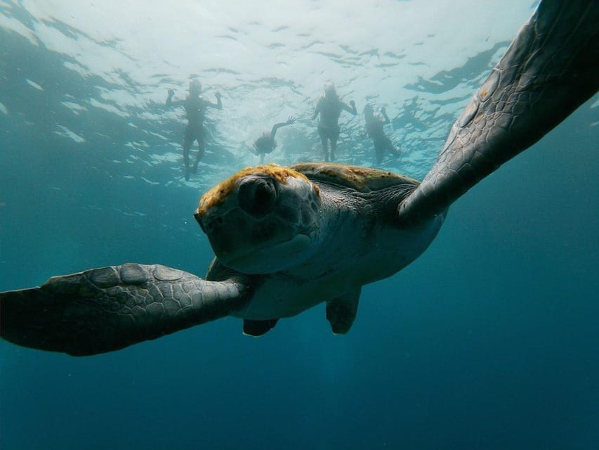 Wasserschildkröte Teneriffa