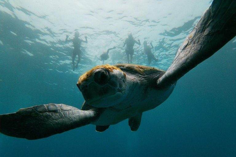 Tenerife: Kayak & Snorkeling, Turtles & Dolphins Watching Tenerife Kayak Ecotour 3 hours: Snorkeling & Turtle Watching