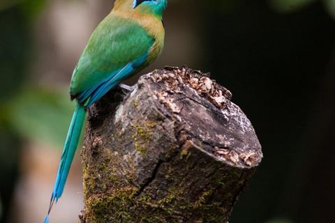 Parque Nacional de Carara: Melhor Tour Parque Nacional de Carara - Um dia