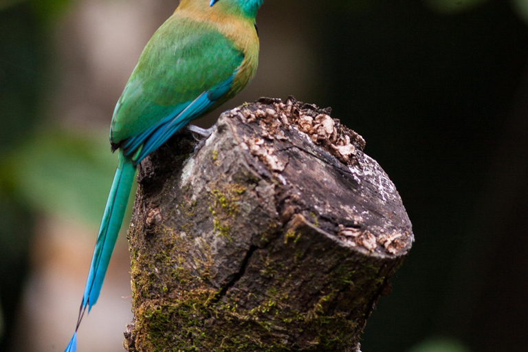 Carara National Park: Beste Tour Carara National Park - Ein Tag