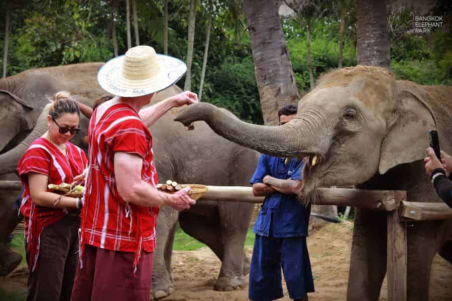 Bangkok: Ethische Elefantenpflege Halbtag mit Transfers. Foto: GetYourGuide