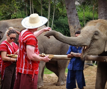Bangkok: Ethical Elephant Care Half-Day with Transfers