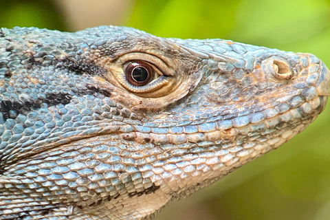 Manuel Antonio Park: Geführter Rundgang mit einem NaturalistenPrivate Tour