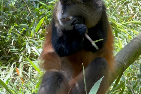 Passeio de 3 dias ao Gorila Mgahinga Gorilla NP Uganda via Ruanda