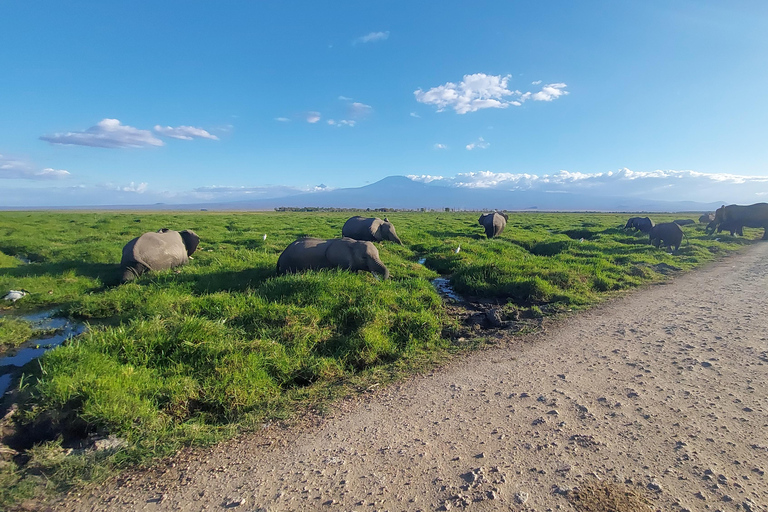 Mombasa: 5-Day Safari- Amboseli, SaltLick, Ziwani & Ngutuni
