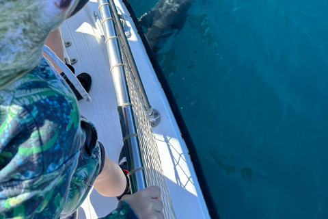 Estepona: Dolphins Searching Sea Cruise with Drink & Snacks Group Cruise