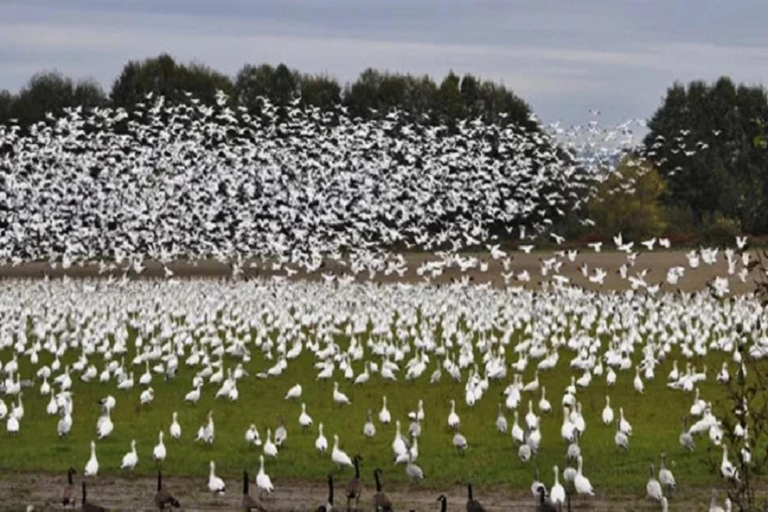 Vancouver family day trip to Migratory Bird Sanctuary