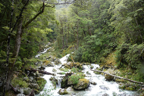 Queenstown: Geführte Ganztages- oder Halbtageswanderung auf dem Routeburn TrackRouteburn Track – geführter Naturrundgang – halbtägig