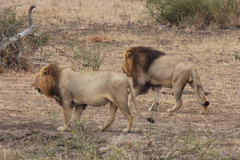 Safari privé de 3 jours à Tsavo Est et Ouest - Faites l&#039;expérience de la nature sauvage