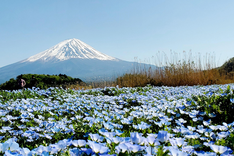 Mount Fuji Full-Day Private Tour from Yokohama Customizable