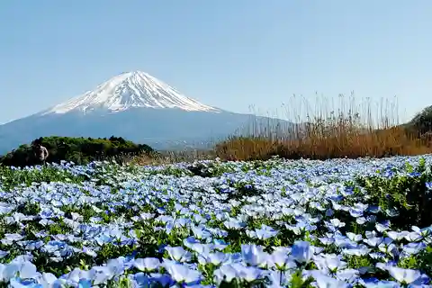 横浜港富士山プライベートツアー／グリーンナンバープレート