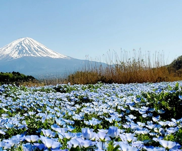 Porto de Yokohama: Mt. Fuji Tour particular/Carta de condução verde