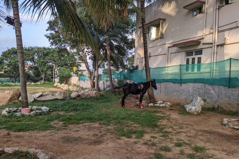 Bangalore: Reitsport-Safari mit Abholung vom Hotel