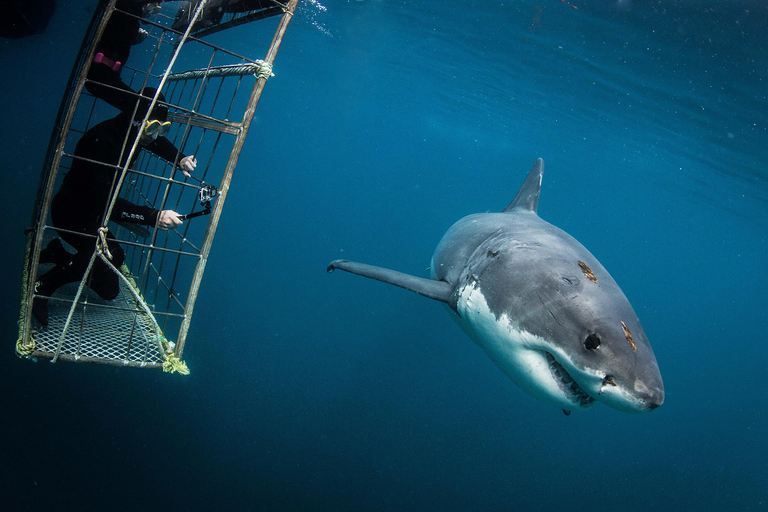 Ciudad del Cabo: Buceo en jaula de tiburones con comida y bebida