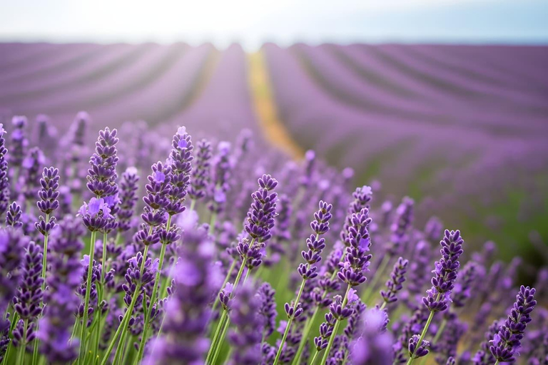 From Baku: Shamakhi, Lahij, Lavender Gardens & Alpaca Farm Lahij Lavender Garden Alpaca Farm (without tickets ) Private