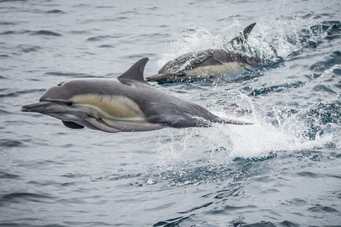 San Pedro: West Harbor LA Dolphin & Whale Watching Cruise