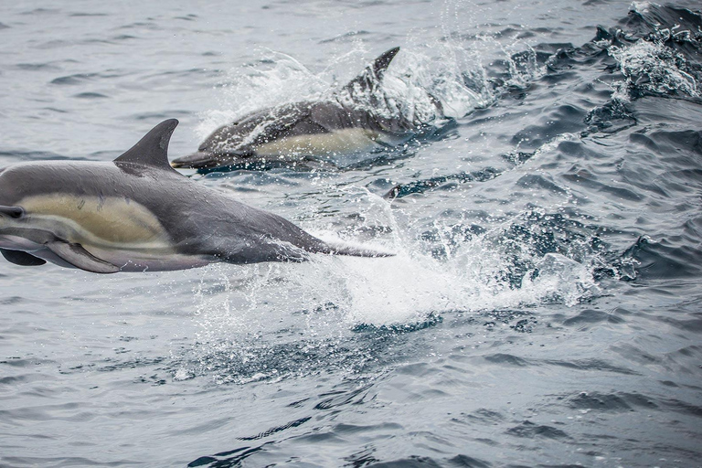 San Pedro: West Harbor LA Dolphin & Whale Watching Cruise