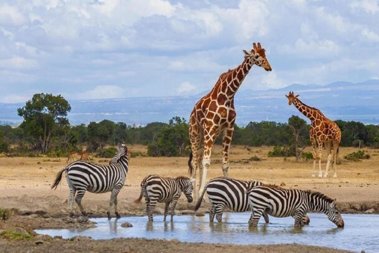 Z Nairobi: prywatna wycieczka do rezerwatu Ol Pejeta Conservancy