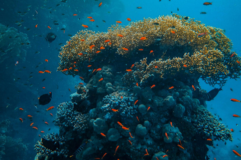 Zanzibar e Mikumi: safari di 5 giorni con volo inclusoSafari di 5 giorni con volo incluso a Zanzibar e Mikumi