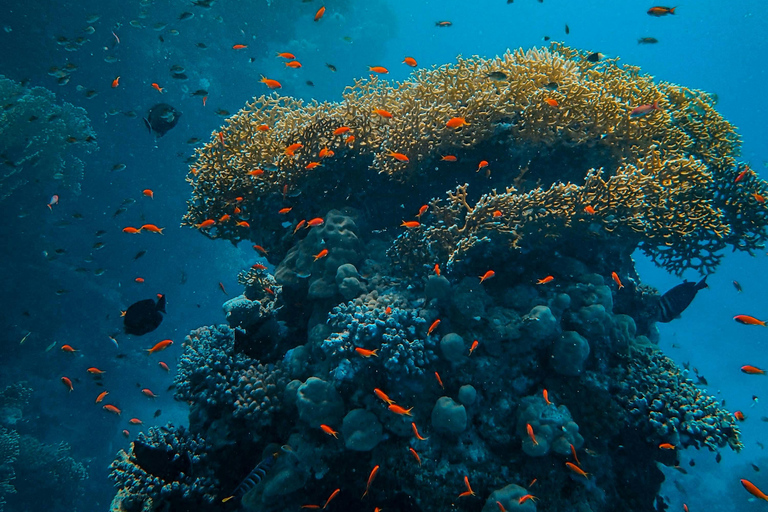 Zanzibar e Mikumi: safari di 5 giorni con volo inclusoSafari di 5 giorni con volo incluso a Zanzibar e Mikumi