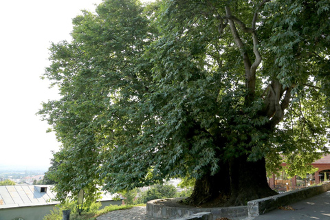 Kakheti: Bodbe, Sighnaghi en Telavi dagvullende tour