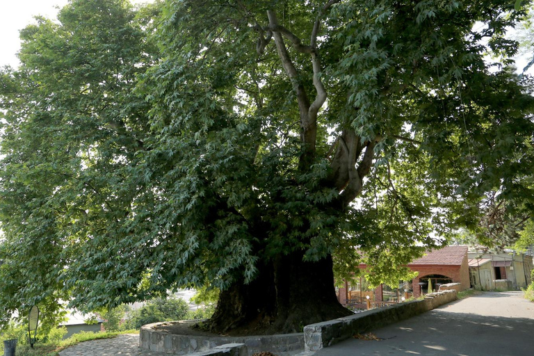 Kakheti: Bodbe, Sighnaghi en Telavi dagvullende tour