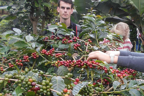 Excursion d'une journée aux chutes d'eau, au café et aux sources d'eau chaude de Materuni