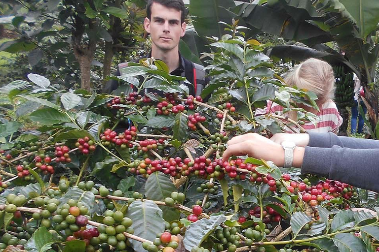 Excursion d'une journée aux chutes d'eau, au café et aux sources d'eau chaude de Materuni