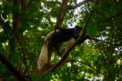 Moshi: Rau Forest (Hiking or Bike Tour) Bike Tour of Rau Forest