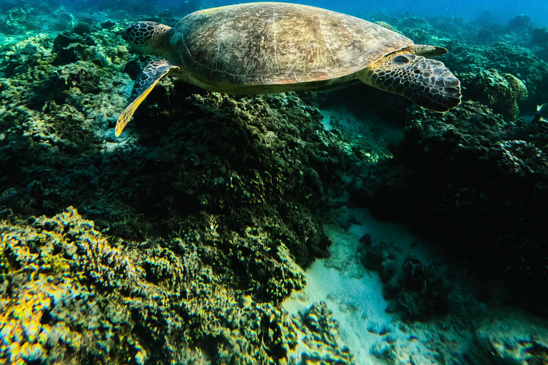 جولة الغوص السطحي في جزر جيلي - استكشف الجنة تحت الماءأفضل صفقة - رحلة مفتوحة للغطس من جيلي تراوانجا