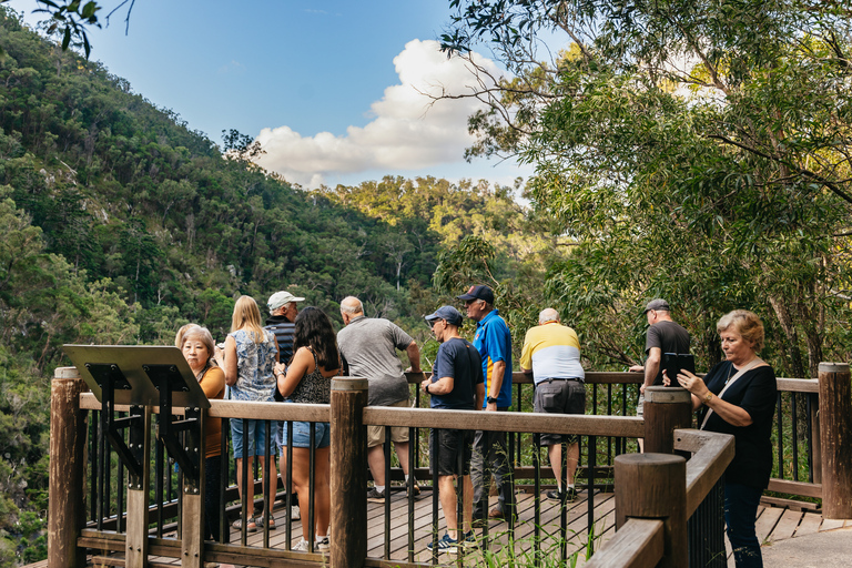 Tagestour ab Brisbane: Regenwälder & Glühwürmchenhöhle