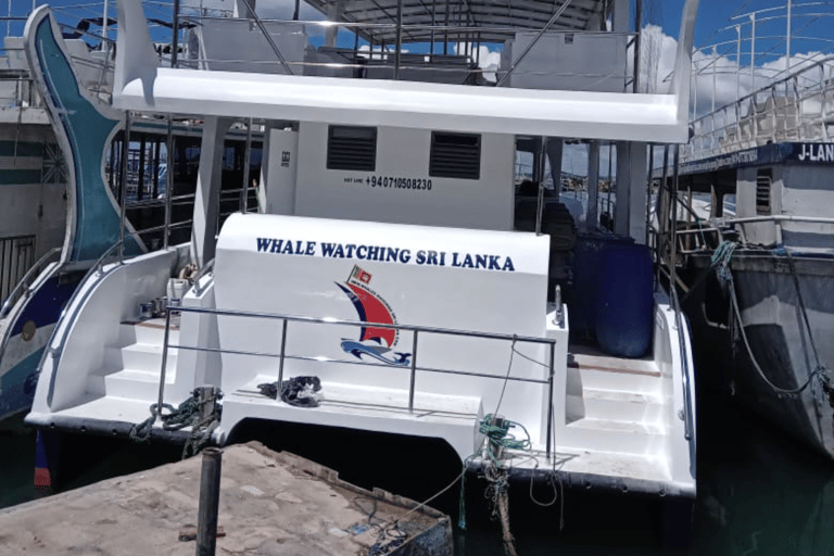 Mirissa Whale Watching Tour mit kostenlosem Frühstück an Bord