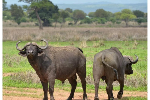 Day Trip Safari from zanzibar to mikumi using ferry and car