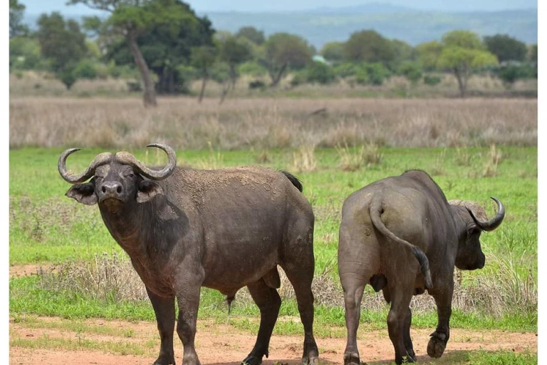 Day Trip Safari from zanzibar to mikumi using ferry and car