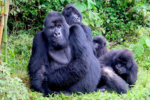 1 Day gorilla trekking safari tour, volcanoes national park.