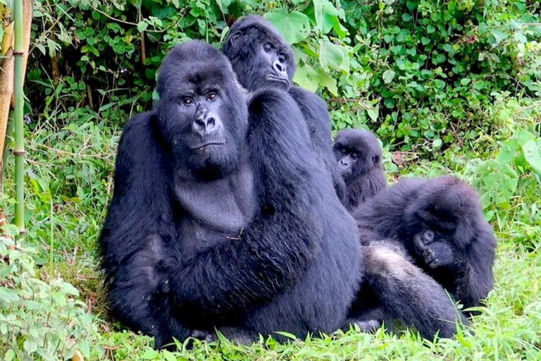 1 Day gorilla trekking safari tour, volcanoes national park.