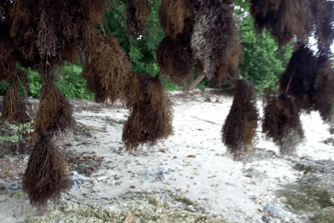 Pemba Island: Makangale Village Tour with Guide