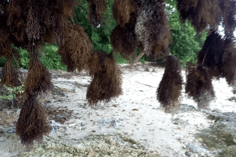 Pemba Island: Makangale Village Tour with Guide