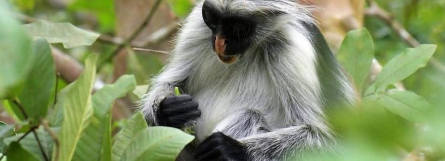 Zanzibar : forêt de Jozani, visite du sanctuaire des papillons et des tortues