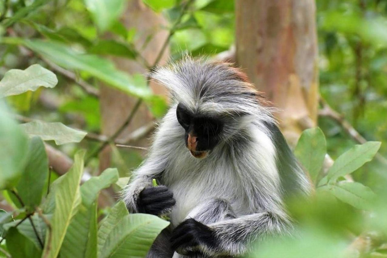 Zanzibar: Floresta de Jozani, centro de borboletas e praia de MtendeTour particular com traslado de ida e volta no hotel incluído